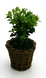 Foto Mini-buxus plantje in mandje